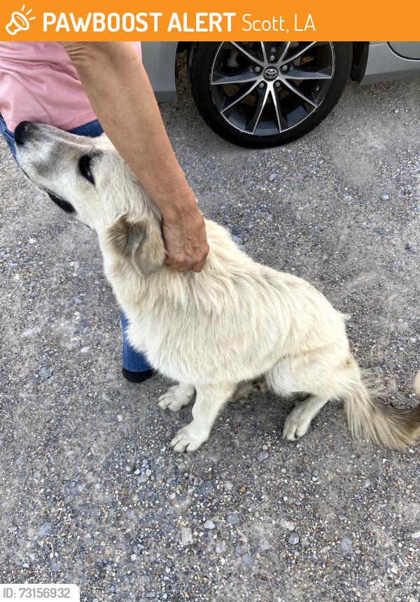 Found/Stray Female Dog last seen On Janvier near Rue Des Babineaux, Scott, LA 70583
