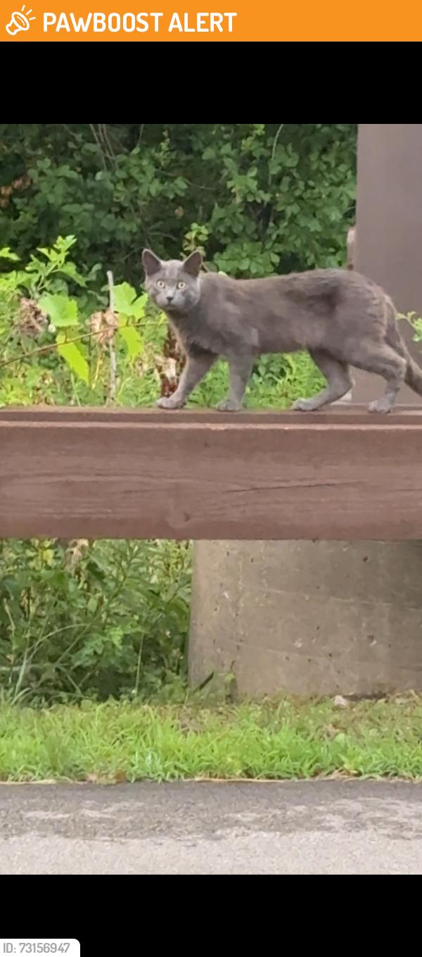 Found/Stray Unknown Cat last seen Wegmans north side, near insurance parking lot, Millcreek Township, PA 16506