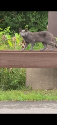 Found/Stray Unknown Cat last seen Wegmans north side, near insurance parking lot, Millcreek Township, PA 16506