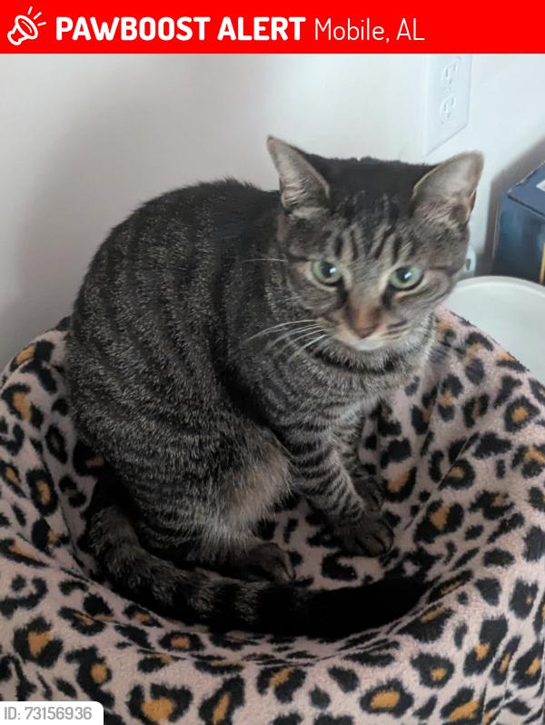 Lost Female Cat last seen Schillinger and Hitt, Mobile, AL 36695