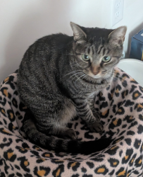 Lost Female Cat last seen Schillinger and Hitt, Mobile, AL 36695