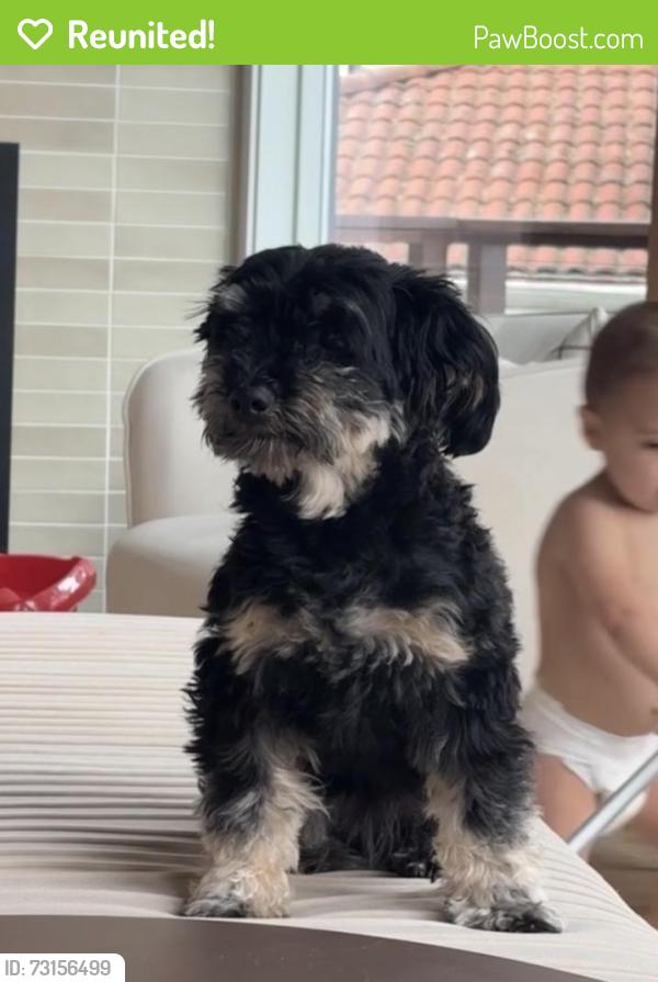 Reunited Female Dog last seen Shaw road and 27th, Puyallup, WA 98374