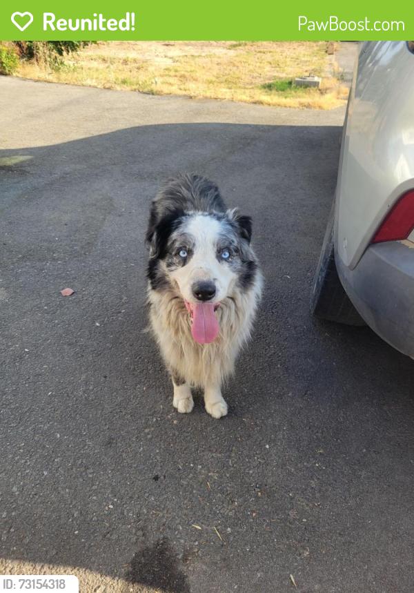 Reunited Unknown Dog last seen Ellis and pico, Romoland, CA 92585