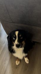 Reunited Male Dog last seen Near Eli Dr, Moore, OK 73160, USA, Moore, OK 73160