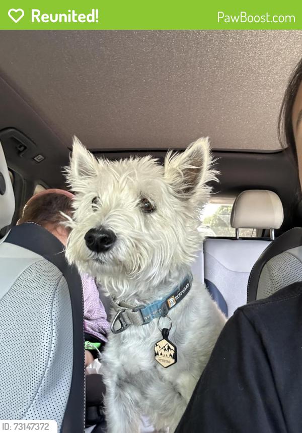 Reunited Male Dog last seen Virginia and south vine, Denver, CO 80209