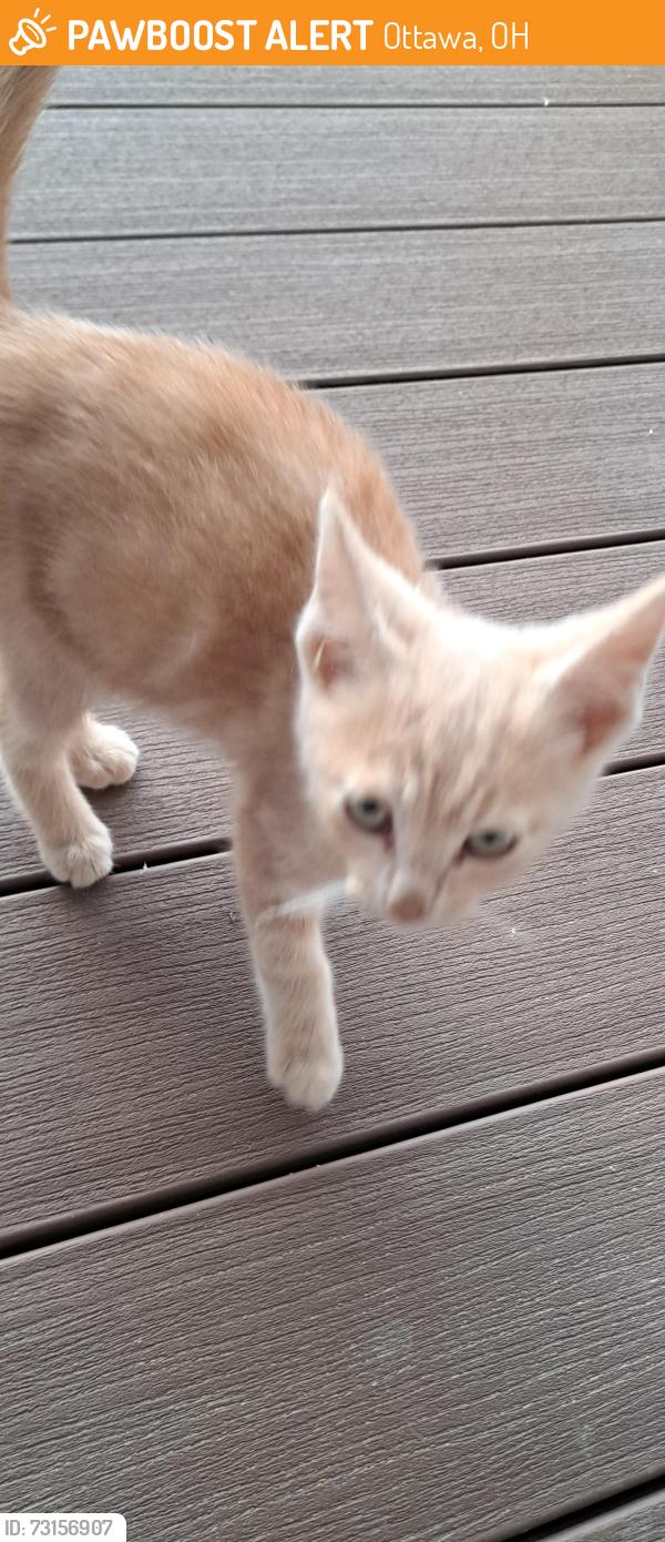 Found/Stray Unknown Cat last seen On state route 224, near a barn with a sentence by Jesus., Ottawa, OH 45875