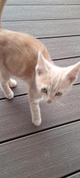 Found/Stray Unknown Cat last seen On state route 224, near a barn with a sentence by Jesus., Ottawa, OH 45875