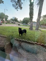Found/Stray Female Dog last seen Goodfellow dr and adonis, Spring, TX 77373