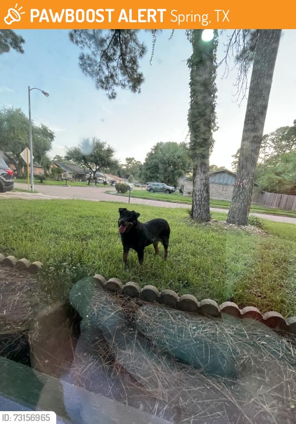 Found/Stray Female Dog last seen Goodfellow dr and adonis, Spring, TX 77373