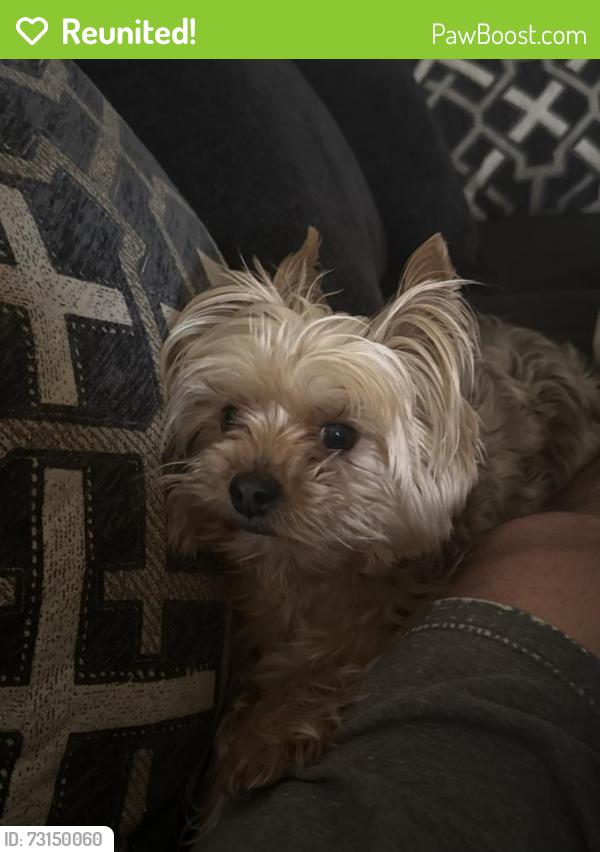 Reunited Male Dog last seen Near Wellston Arlington Tx,76018, Arlington, TX 76018
