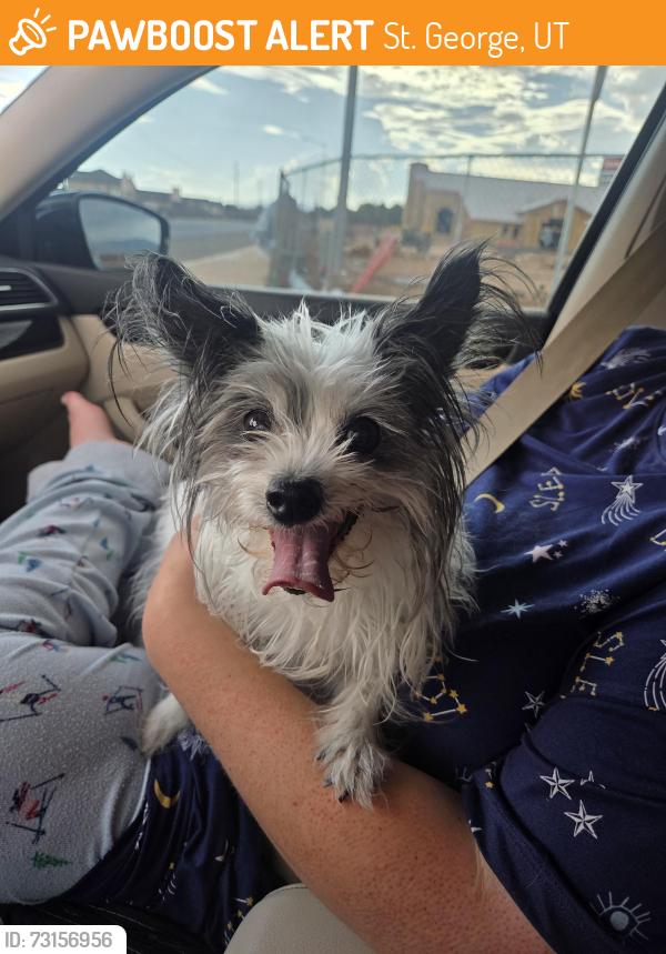 Found/Stray Female Dog last seen Near South, St. George, UT 84790