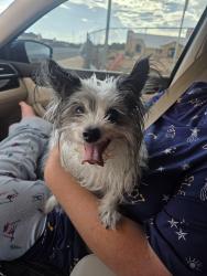 Found/Stray Female Dog last seen Near South, St. George, UT 84790