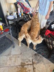 Found/Stray Unknown Dog last seen Vine drive, Fort Collins, CO 80524
