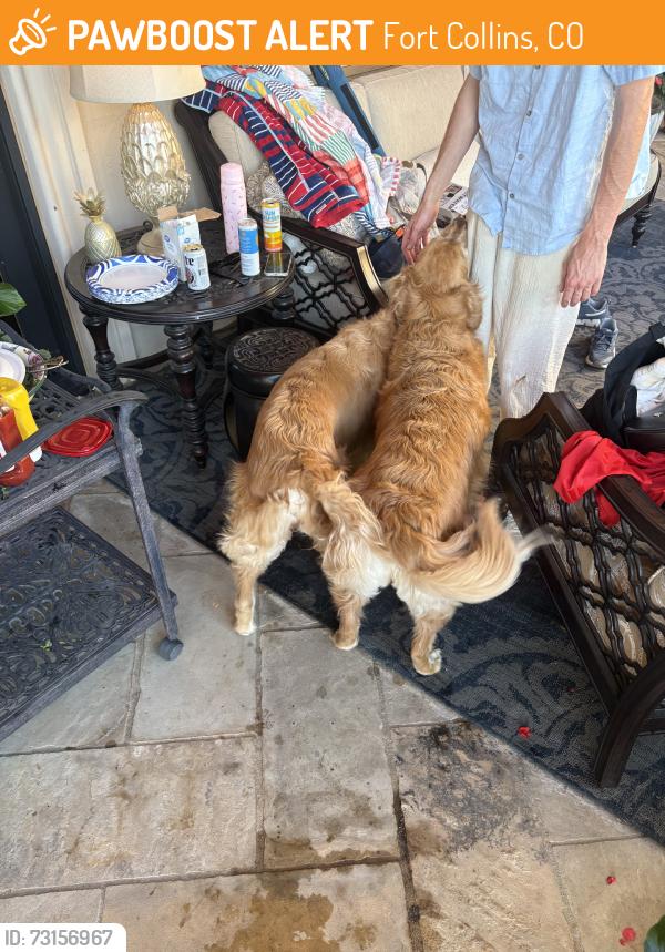 Found/Stray Unknown Dog last seen Vine drive, Fort Collins, CO 80524
