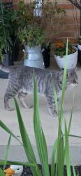 Found/Stray Male Cat last seen Booth st Wilmington ohio 45177, Wilmington, OH 45177