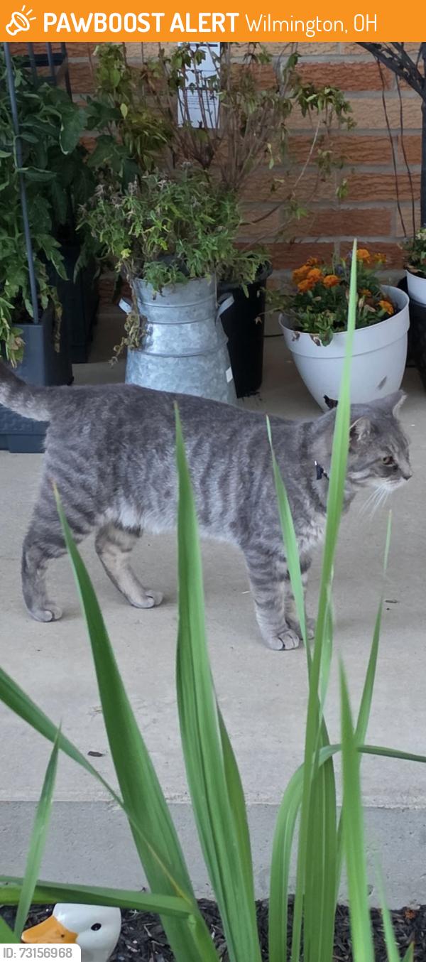 Found/Stray Male Cat last seen Booth st Wilmington ohio 45177, Wilmington, OH 45177