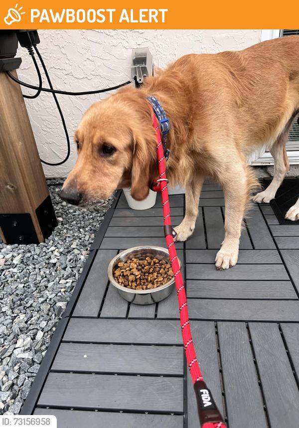 Found/Stray Male Dog last seen Silver Road and Bahia Trak Lane, Silver Springs Shores, FL 34472