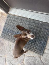 Found/Stray Female Dog last seen Villa seca and narciso dr, Horizon City, TX 79928