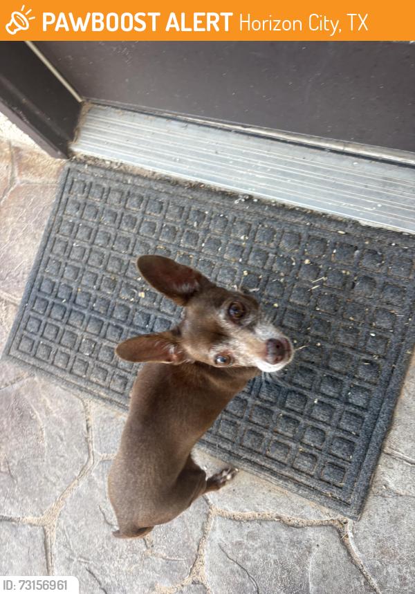 Found/Stray Female Dog last seen Villa seca and narciso dr, Horizon City, TX 79928