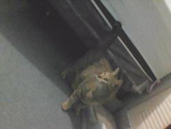 Reunited Female Cat last seen hmstd Plaza, Homestead, FL 33030