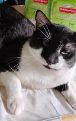 Lost Male Cat last seen Raitt & 5th, Santa Ana, CA 92703