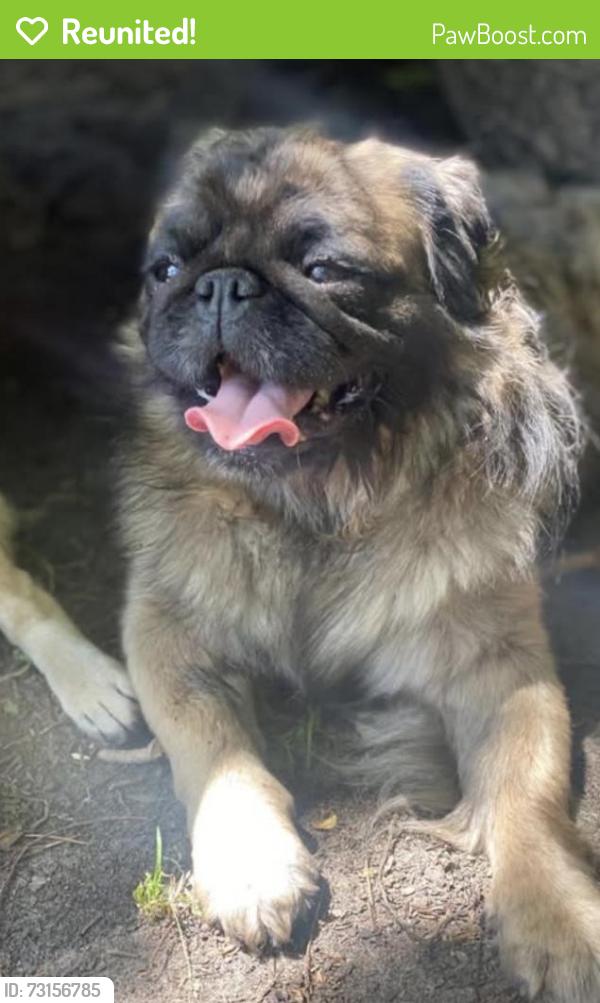 Reunited Male Dog last seen Sandy Run Dr NE, North Carolina 28451, USA, Brunswick County, NC 28451