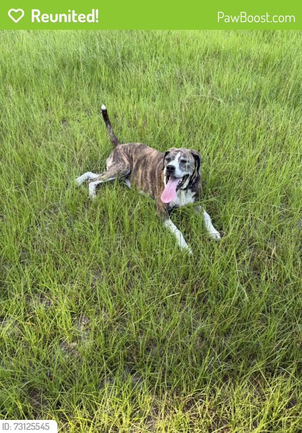 Reunited Female Dog last seen SR 241 williston florida, Williston, FL 32696