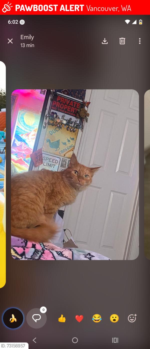 Lost Female Cat last seen Near 4601 E 18th St, Vancouver, WA 98661, Vancouver, WA 98661