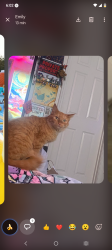 Lost Female Cat last seen Near 4601 E 18th St, Vancouver, WA 98661, Vancouver, WA 98661