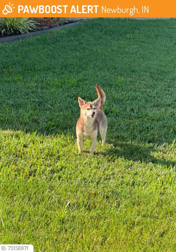 Found/Stray Male Dog last seen Pebble Creek Neighborhood, Newburgh, IN 47630