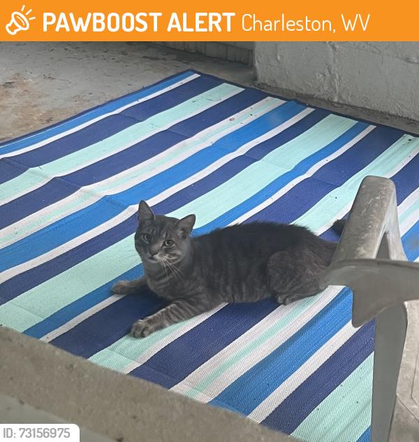 Found/Stray Unknown Cat last seen Woodward Drive, Charleston, WV 25303
