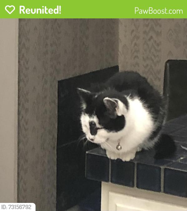 Reunited Female Cat last seen Pleasant Ave and 2nd, Albuquerque, NM 87107