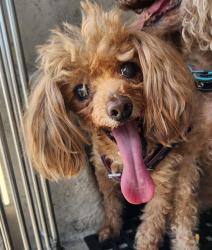 Shelter Stray Female Dog last seen Near BLOCK DON QUIXOTE ST, LAS VEGAS NV 89121, 655 N Mojave Rd, Las Vegas, NV 89101, USA