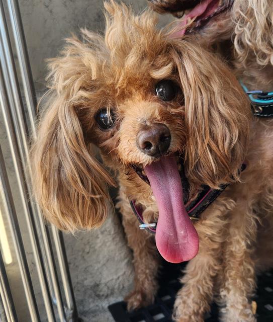 Shelter Stray Female Dog last seen Near BLOCK DON QUIXOTE ST, LAS VEGAS NV 89121, 655 N Mojave Rd, Las Vegas, NV 89101, USA