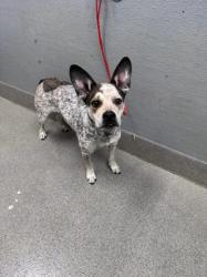 Shelter Stray Male Dog last seen Near BLOCK JOHN BELGER DR LAS VEGAS NV 89117, 655 N Mojave Rd, Las Vegas, NV 89101, USA