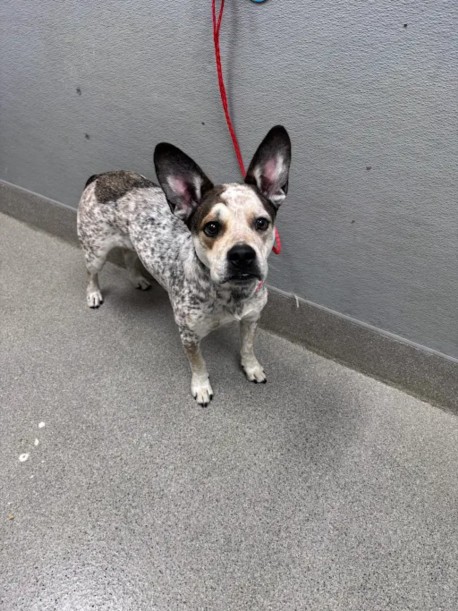 Shelter Stray Male Dog last seen Near BLOCK JOHN BELGER DR LAS VEGAS NV 89117, 655 N Mojave Rd, Las Vegas, NV 89101, USA