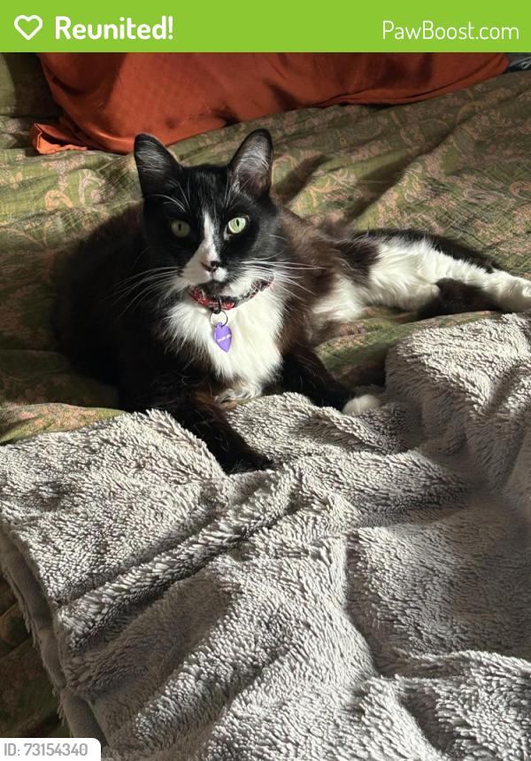 Reunited Male Cat last seen 24th & Clinton, Portland, OR 97214