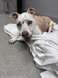 Shelter Stray Male Dog last seen Near BLOCK JOHN BELGER DR LAS VEGAS NV 89117, 655 N Mojave Rd, Las Vegas, NV 89101, USA