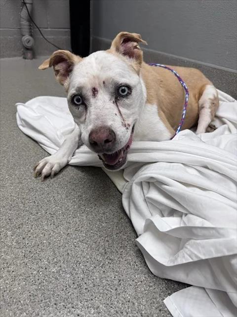 Shelter Stray Male Dog last seen Near BLOCK JOHN BELGER DR LAS VEGAS NV 89117, 655 N Mojave Rd, Las Vegas, NV 89101, USA