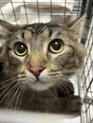 Shelter Stray Female Cat last seen DECATUR, 655 N Mojave Rd, Las Vegas, NV 89101, USA