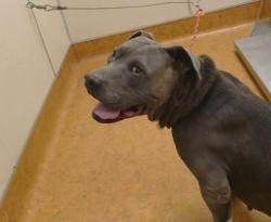 Shelter Stray Male Dog last seen PRENTISS DR/VERNACE WAY, 95823, 3839 Bradshaw Rd, Sacramento, CA 95827, USA