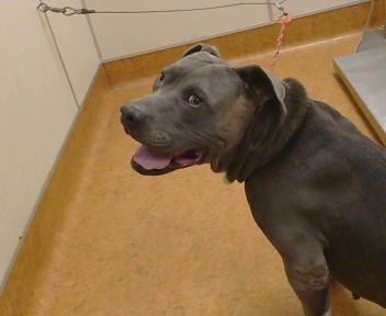 Shelter Stray Male Dog last seen PRENTISS DR/VERNACE WAY, 95823, 3839 Bradshaw Rd, Sacramento, CA 95827, USA