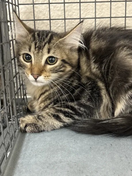 Shelter Stray Female Cat last seen DECATUR, 655 N Mojave Rd, Las Vegas, NV 89101, USA