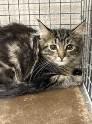 Shelter Stray Female Cat last seen DECATUR, 655 N Mojave Rd, Las Vegas, NV 89101, USA