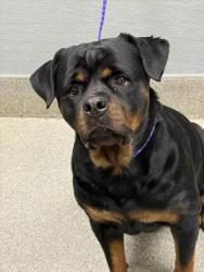 Shelter Stray Female Dog last seen MCLEOD DR & E DESERT INN RD, 655 N Mojave Rd, Las Vegas, NV 89101, USA