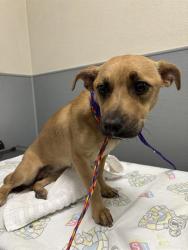 Shelter Stray Female Dog last seen Near BLOCK N 21ST ST, LAS VEGAS NV 89101, 655 N Mojave Rd, Las Vegas, NV 89101, USA