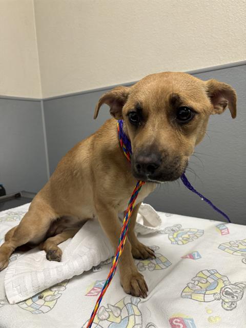 Shelter Stray Female Dog last seen Near BLOCK N 21ST ST, LAS VEGAS NV 89101, 655 N Mojave Rd, Las Vegas, NV 89101, USA