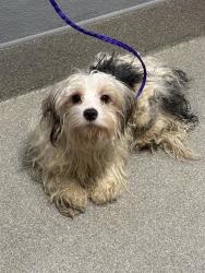 Shelter Stray Male Dog last seen , 655 N Mojave Rd, Las Vegas, NV 89101, USA