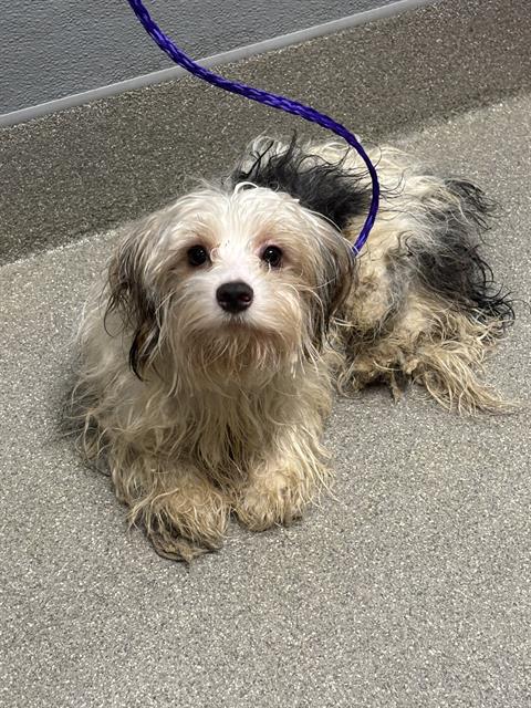 Shelter Stray Male Dog last seen , 655 N Mojave Rd, Las Vegas, NV 89101, USA