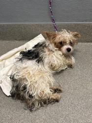 Shelter Stray Male Dog last seen , 655 N Mojave Rd, Las Vegas, NV 89101, USA